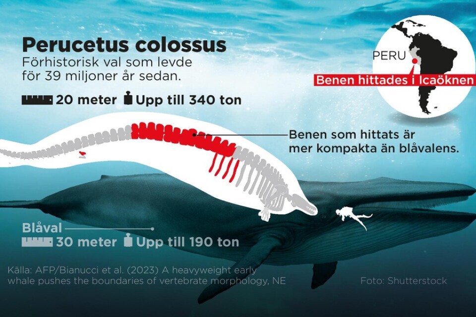 Den förhistoriska jättevalen kan vara det tyngsta djuret någonsin.