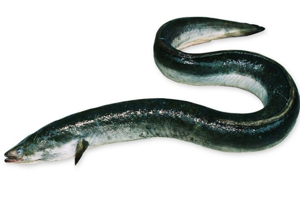 Ålen är akut hotad. Det var först i början av 1900-talet som forskare lyckades hitta var ålens lekte, i Sargassohavet. Arkivbild.