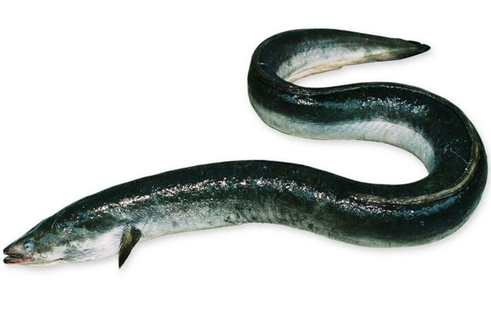 The eel is critically endangered. It was not until the beginning of the 20th century that researchers managed to find the eels hangouts in the Sargasso Sea. Stock Image.