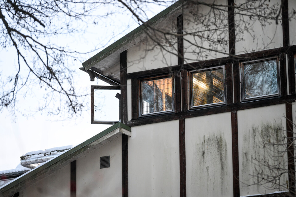 Ett öppet fönster till schimpanshuset på Furuviksparken.