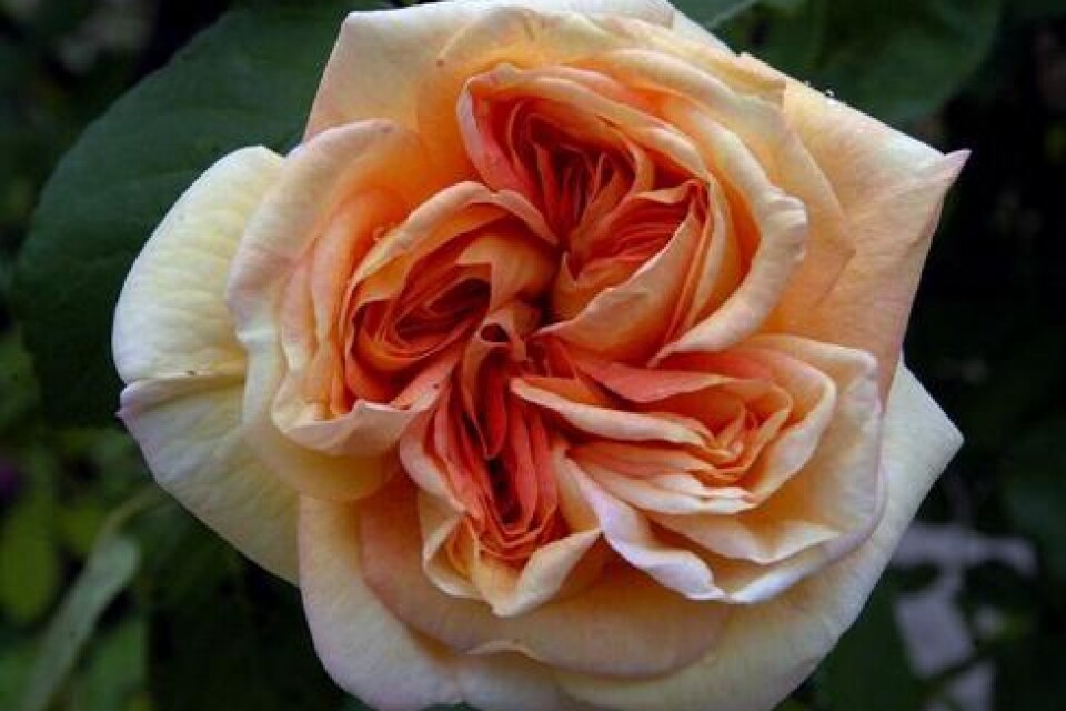 Alchymist heter den vackra rosen.