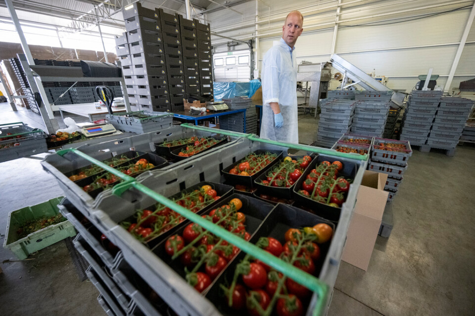 Här inne packas tomaterna från Sveriges största tomatodling och kan sedan vara ute i butik bara ett dygn senare, berättar platschef Mindaugas Krasaukas.