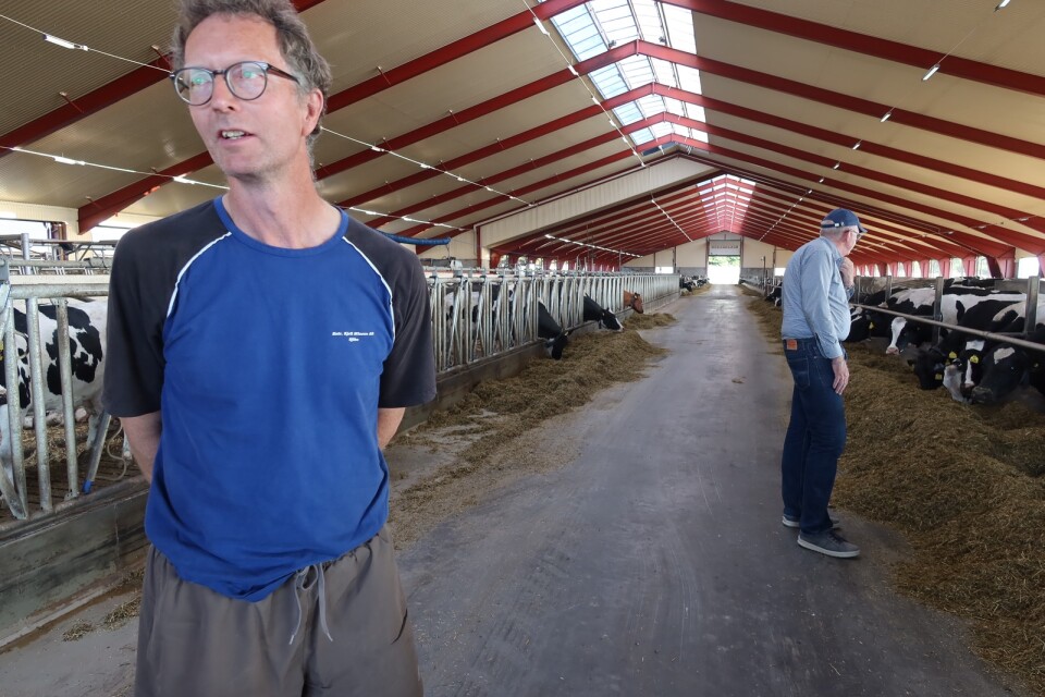 Per-Johan Påhlstorp har 500 mjölkkor på Pålstorps gård. Långväggarna i stallet är helt öppna så att ljus och luft kommer in.