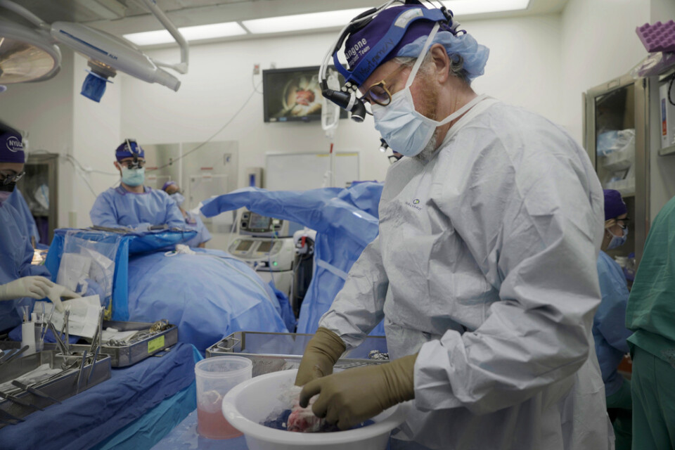 Doktor Robert Montgomery förbereder en grisnjure för transplantation den 14 juli. Arkivbild.