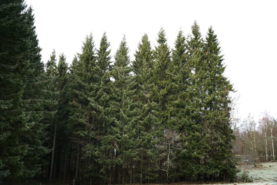 Skogsägarna i Götaland hade sitt bästa år någonsin 2018.