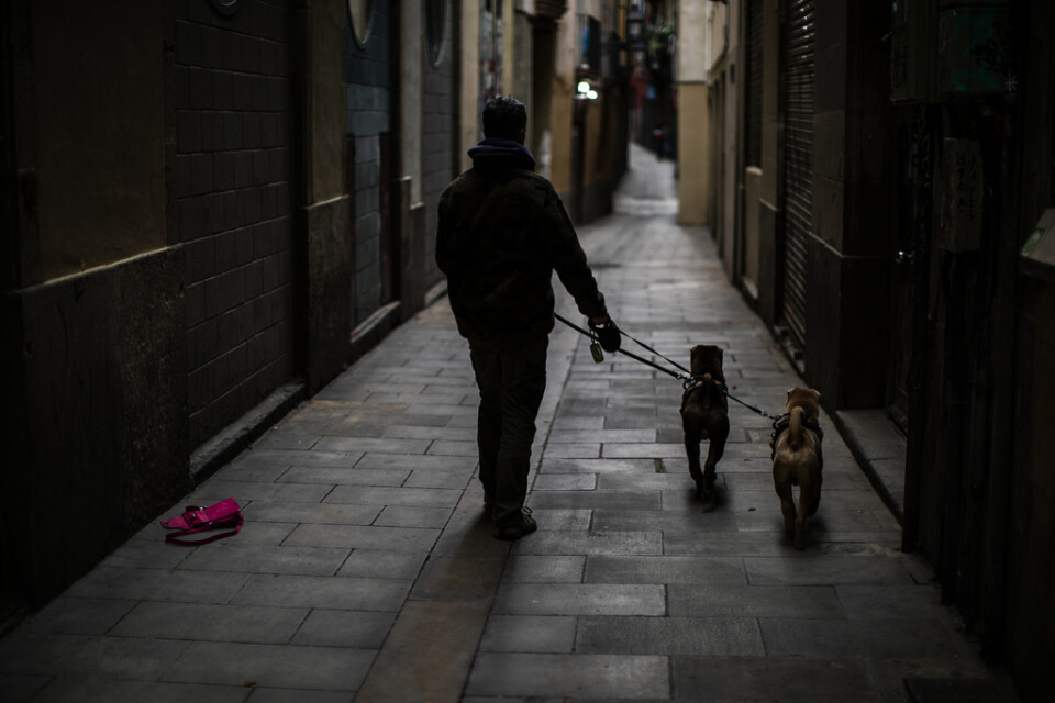 En man och hans hundar på en tom gata i Barcelona i fredags.