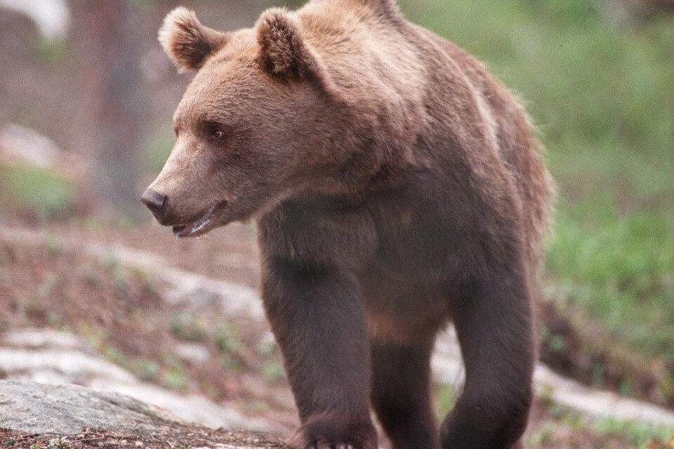 Efter lång tids ökning minskar nu den svenska björnstammen, något som också avspeglas i årets licensjakt. 226 björnar får skjutas - det lägsta antalet sedan 2007. Det är länsstyrelserna i de sju län där björn får jagas som fattar beslut om kvoterna. Stö