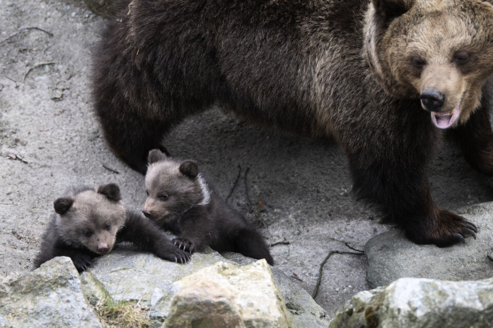 Fem stycken björnungar på Skansen har börjat komma ut ur sitt bo i björnhägnet för att upptäcka världen. Det var i början av januari som björnmamman Lill Babs fick en kull med hela fem ungar som nu kan ses av besökarna.