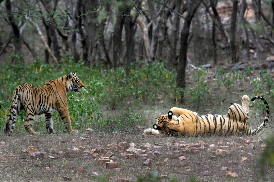 Tigrar i Ranthambore nationalpark i Sawai Madhopur, Indien. Landets bevarandeprogram för tigern fyller 50 år den 9 april 2023. Arkivbild.