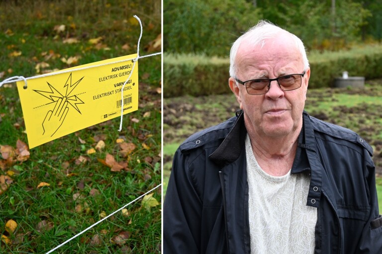 Rolfs trädgård helt invaderad av vildsvin – totalförstörd: ”Blir dyrt”