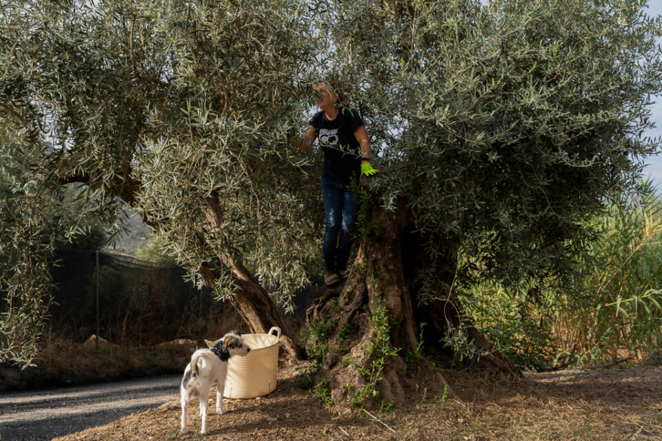 En spansk kvinna plockar oliver i spanska Quesada i oktober 2022.