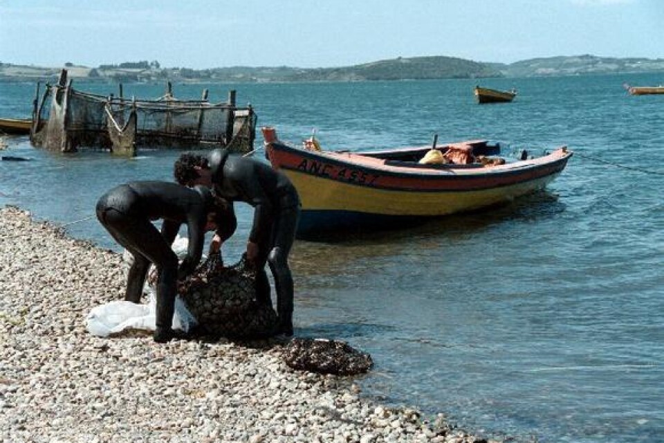 Jordbruk och fiske är huvudnäringen på Sydamerikas största ö Chiloé. Den traditionella rätten, curanto, består till stor del av musslor, så det gäller att dra upp en stor fångst varje dag.Bild: Lisa Abrahamsson