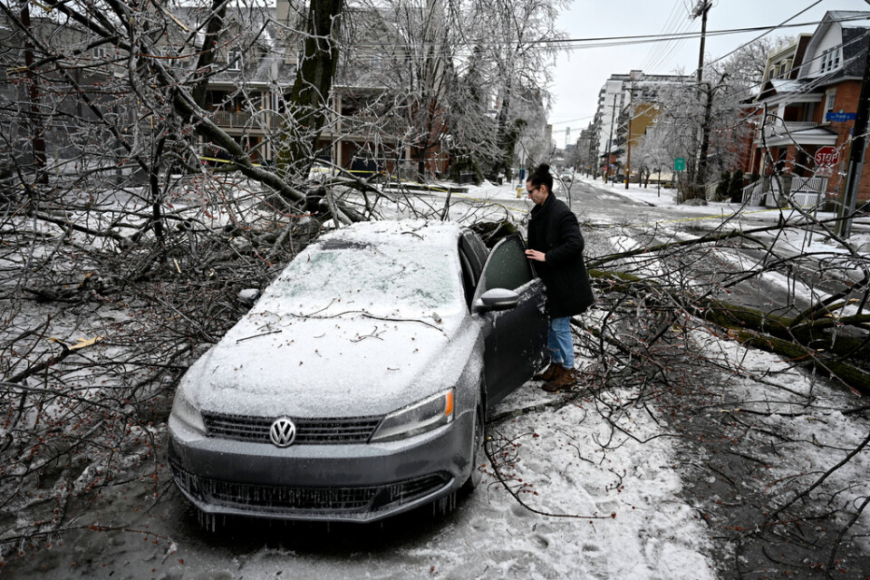 En kvinna försöker ta sig in i sin bil i Ottawa, Ontario, sedan ett träd fallit över vägen.