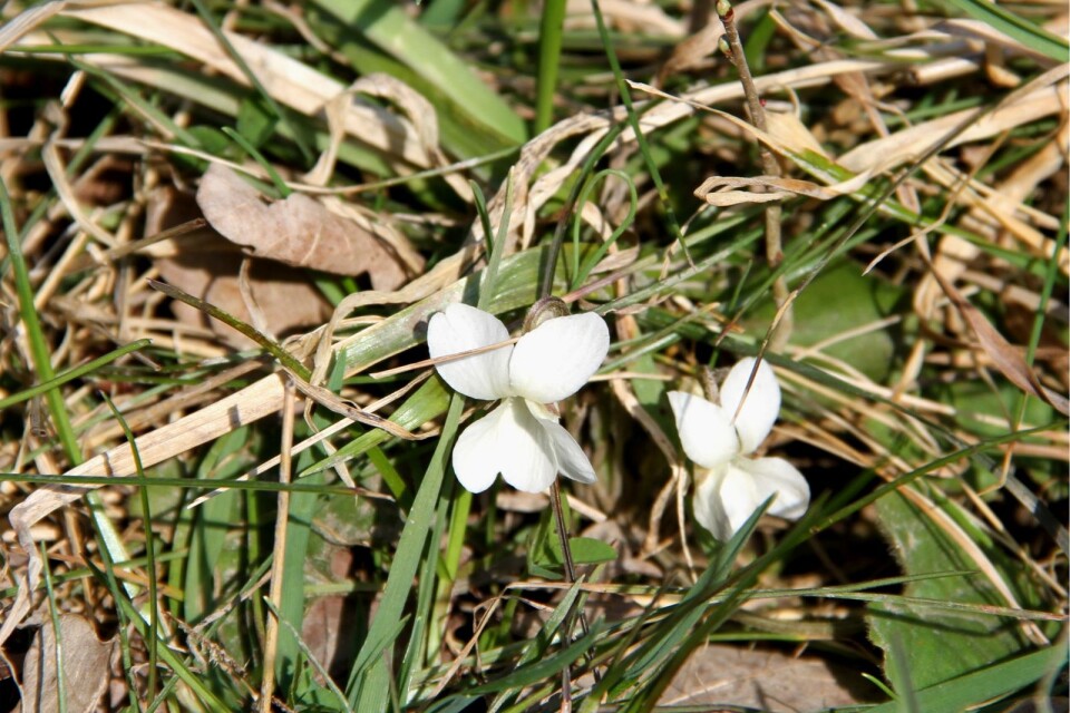 Silverviol eller “Viola Alba” växer på endast ett fåtal platser i Sverige och Borga hage naturreservat är en av dem.