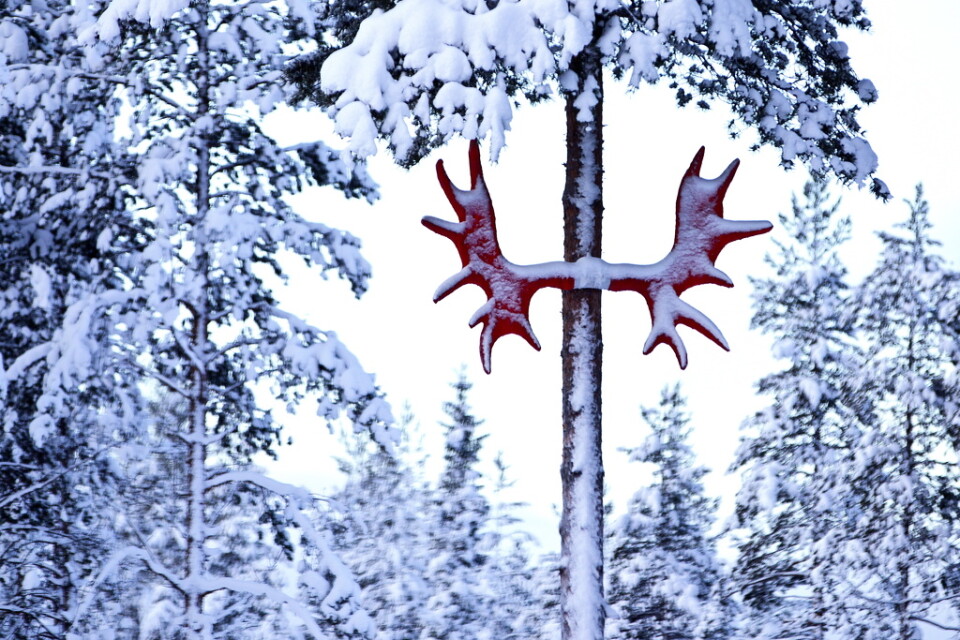 Den aggressiva älgen som jagat skidåkare i Umeå ska skjutas. Arkivbild.