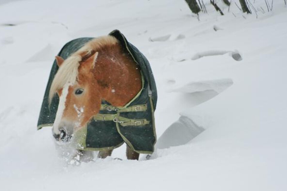 I Grönby är det mycket snö, och åtminstone hästarna njuter av den.