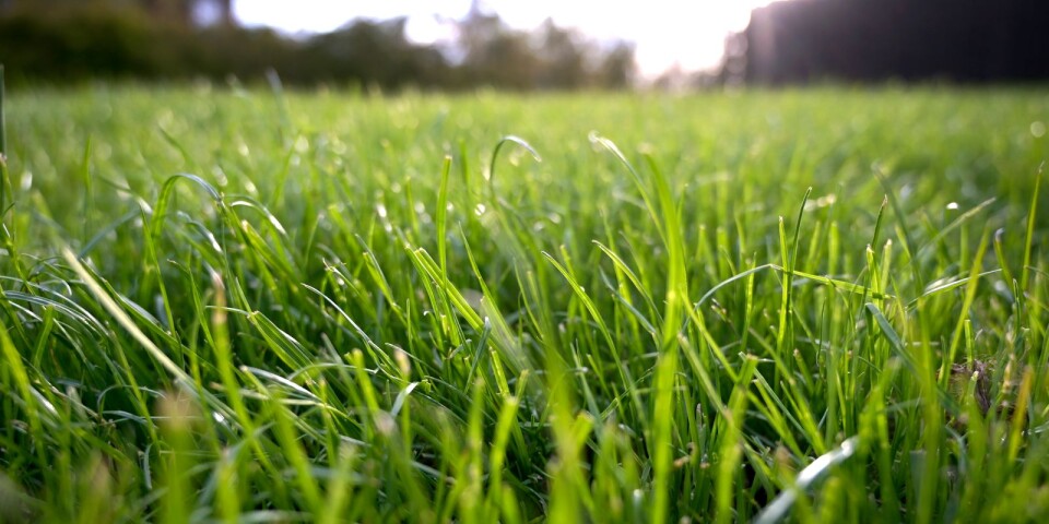 En gräsmatta är biologiskt att jämföra med en ökon. Omvandla sådana till ängsmark, manar Göran Brante och Annika Weitner.