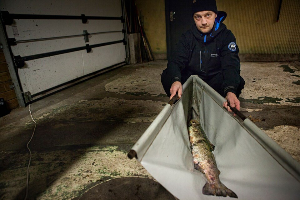 Fiskevårdsarbetaren Henric Persson med en av de tiaminbristdrabbade Mörrumslaxarna.
