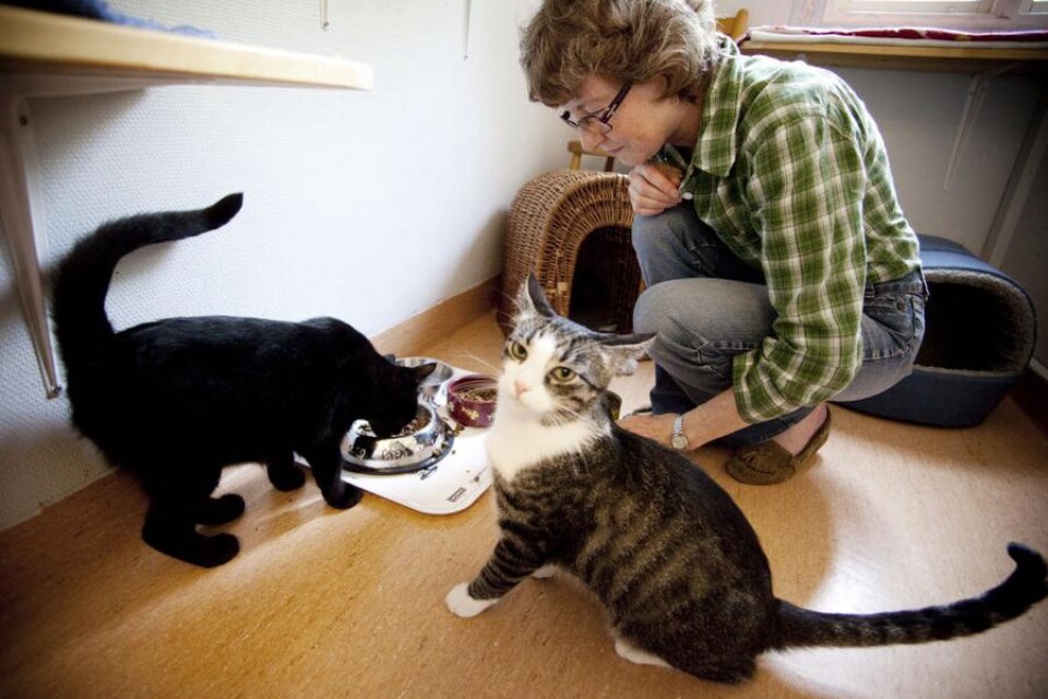 Volontären Anna Kastberg matar de övergivna katterna.