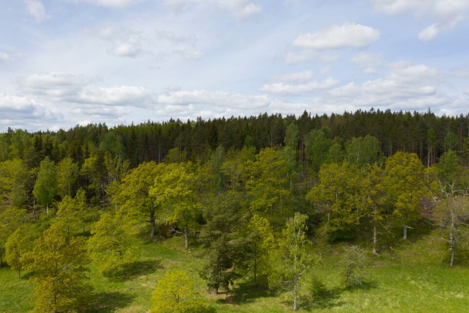 ”Våra skogar växer mer än vi avverkar. Detta gäller för hela Sverige och det gäller för Blekinge”, skriver Kjell Andersson.