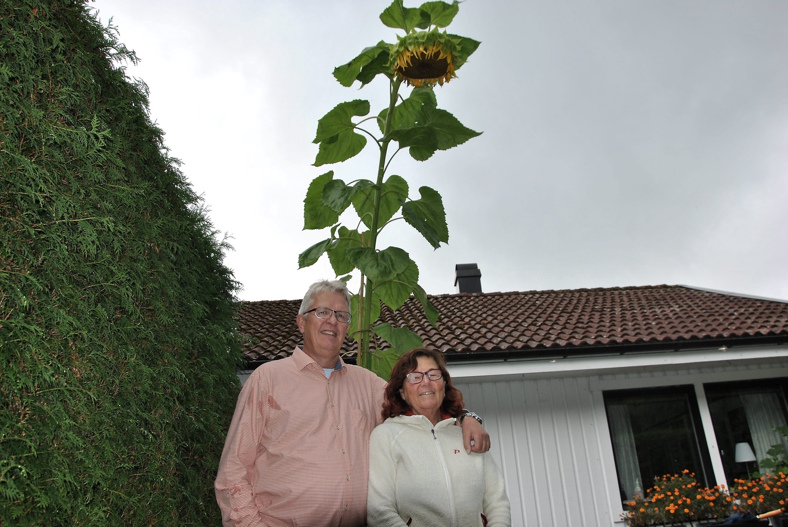 Som en stor solgul gatlykta hänger solrosen över Tomas och Gaby Moberg. Den här blomman har stannat vid cirka 3,4 meter. 
Foto: Pernilla Ekdahl