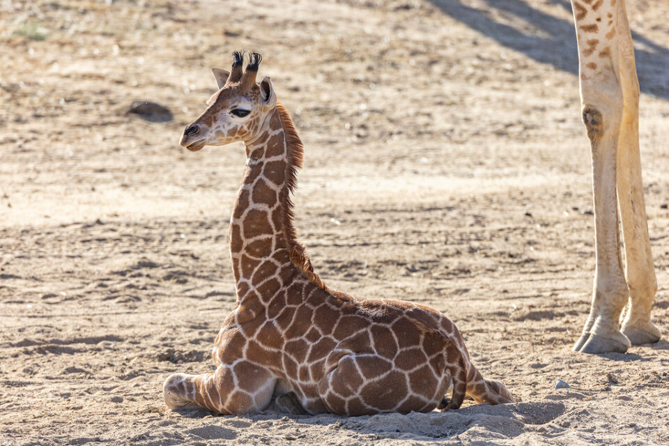 Giraffen Msituni den 8 april.