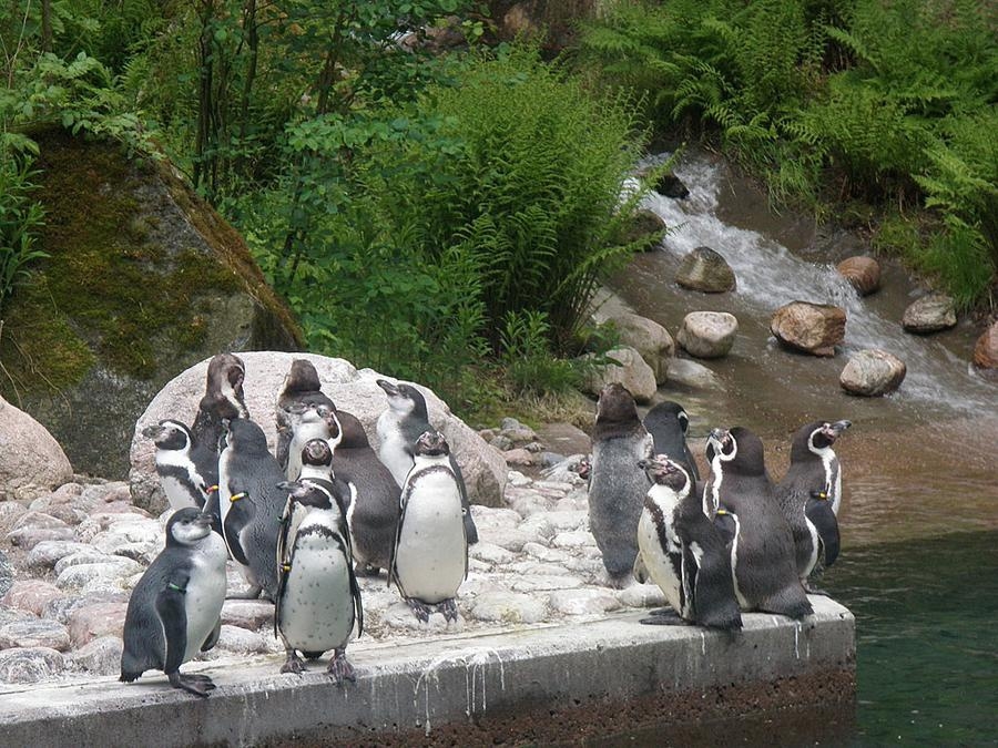 Pingviner i Borås djurpark. Foto Marja Wiking