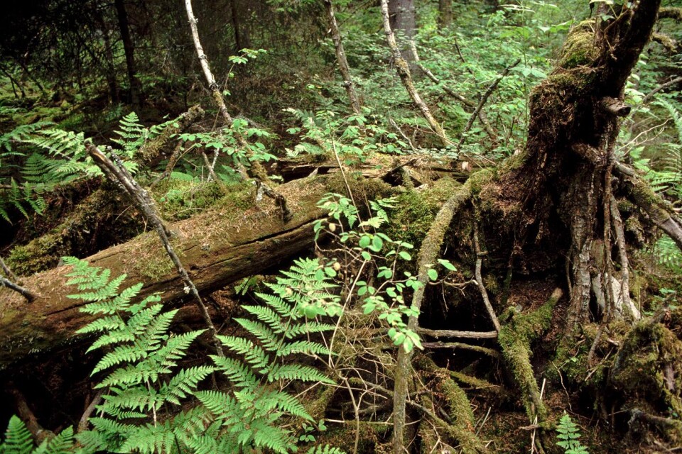Urskog, en allt ovanligare syn. Med biologiska konsekvenser.