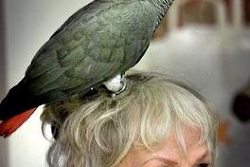 Papegojan Jakob är fixerad av matte Eva Lindskogs hår.