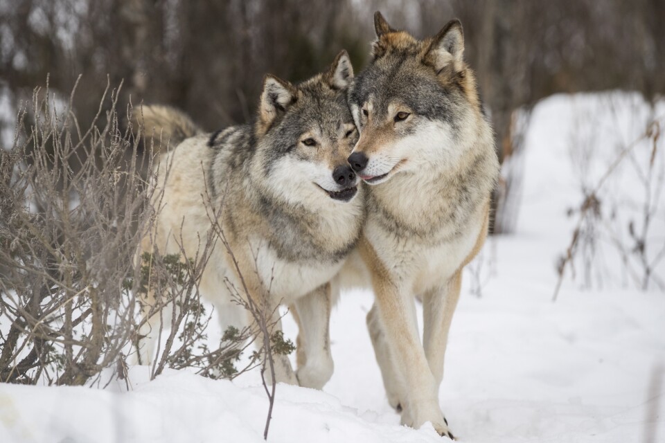 Det fanns 460 vargar i Sverige under vintern 2021/2022 enligt varginventeringen.