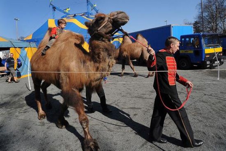 Simon Bengtsson från familjen som driver Cirkus Olympia passar på att rida kamel innan barnen i publiken börjar köa för en åktur.
