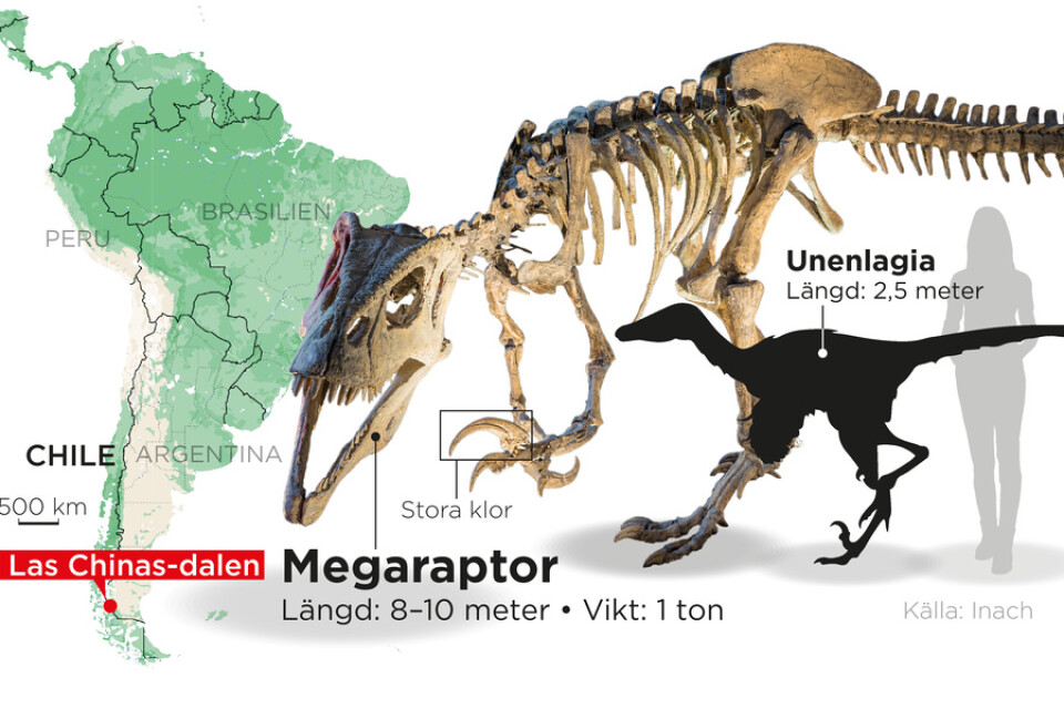Fossiler av olika dinosaurier har hittats i Las Chinas-dalen i södra Chile.