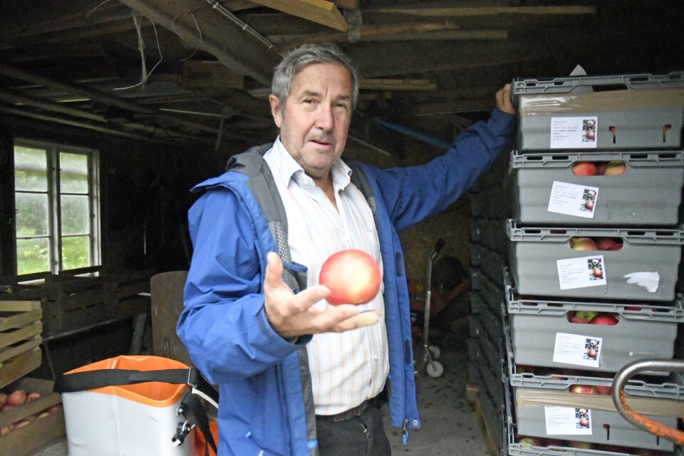 Ett last äpplen ska strax hämtas. Leif Edvardsson säljer till lokala grossister.