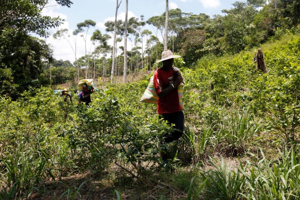 De olagliga kokaodlingarna i Colombia nådde 2017 nya rekordnivåer, 171 000 hektar, uppger FN:s organ för brotts- och drogbekämpning UNDOC. Det är en ökning med 25 000 hektar från 2016. Kokablad är den huvudsakliga ingrediensen i kokain och med ökningen