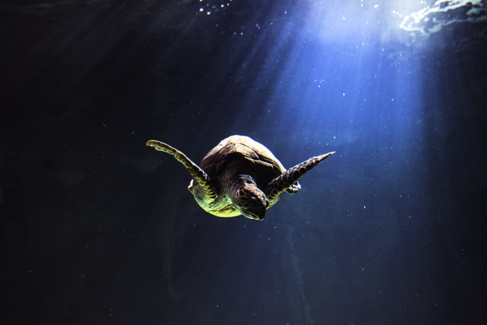 Nu vet forskarna mer om varför havssköldpaddor lockas att äta livsfarlig plast. Arkivbild.