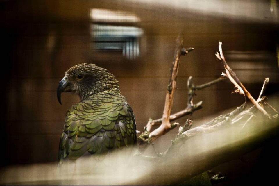 Två av Roland Karlssons 37 papegojor är så kallade keapapegojor som hör hemma i Nya Zeeland.