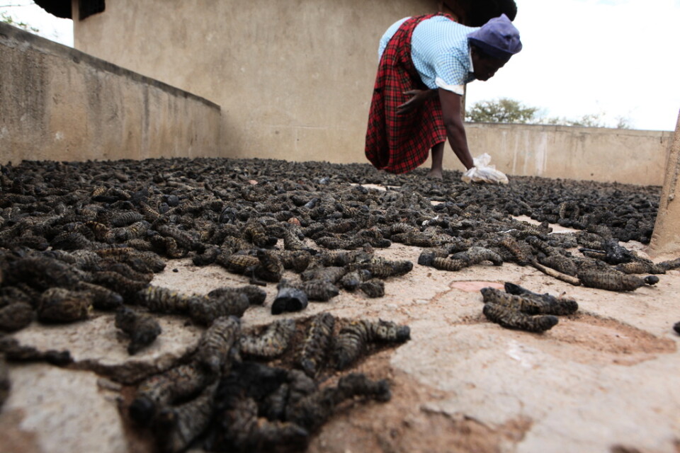 Mopanelarver som plockats och lagts ut för torkning i en by i Zimbabwe. Arkivbild.