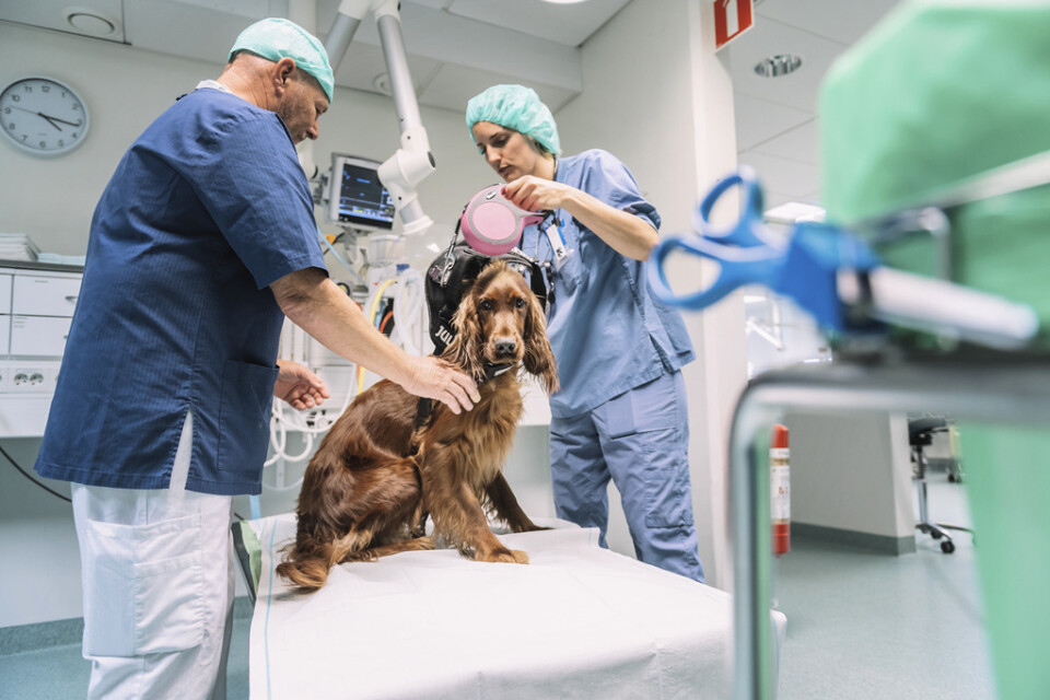 Christian Eger, legitimerad djurskötare, och Kerstin Kjell, veterinär, undersöker en hund. "Efter 25 år tycker jag fortfarande att det är kul att kliva ur sängen på morgonen och gå till jobbet", säger Christian Eger.