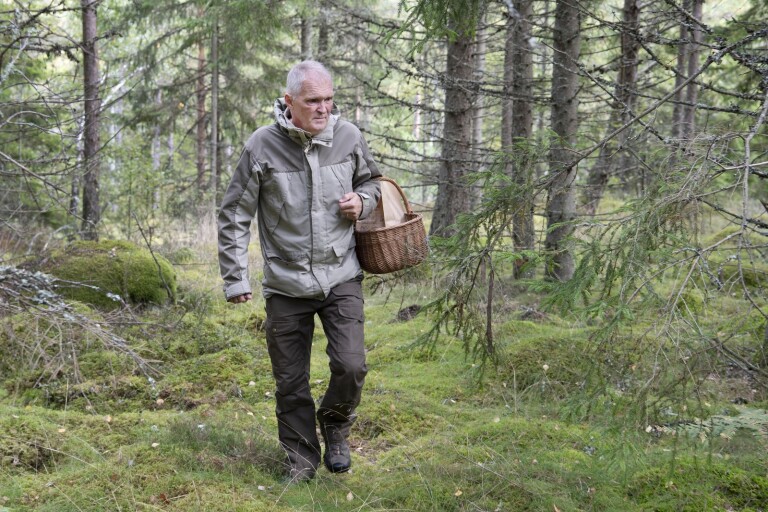 Dags att ge sig ut i markerna - svampkonsulent Göran Carlstedt tipsar