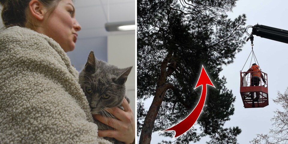 Katt räddades från skolträd – efter 15 timmars kamp: ”Panik”