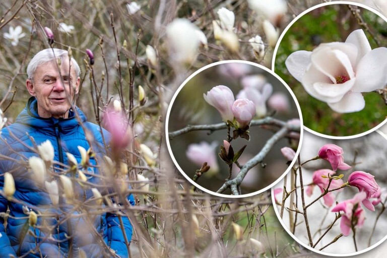 Lennarth har en egen skog med magnolia: ”Det är inte helt lätt”