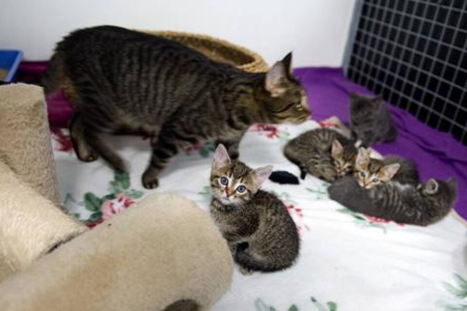 Omhändertagen. Kattmamman Tilda och hennes fem ungar har fått ett nytt tillfälligt hem på katthemmet.