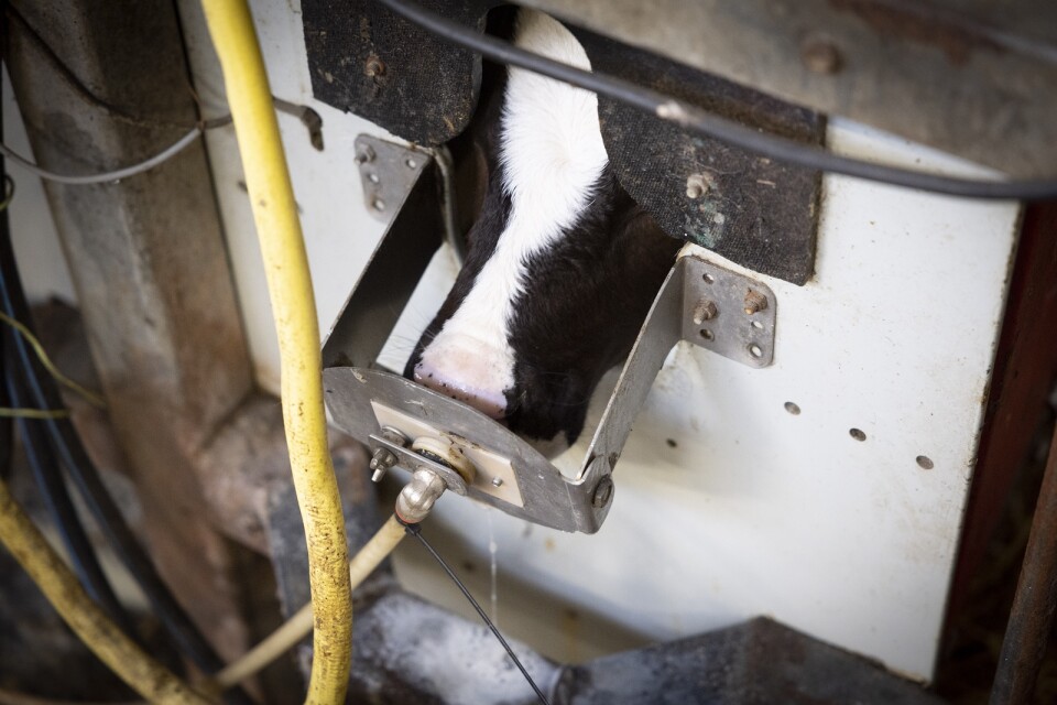 I den så kallade kalvamman får kalvarna mjölk, som blandats av mjölkpulver. En transponder i kalvens halsband noterar hur mycket den dricker.