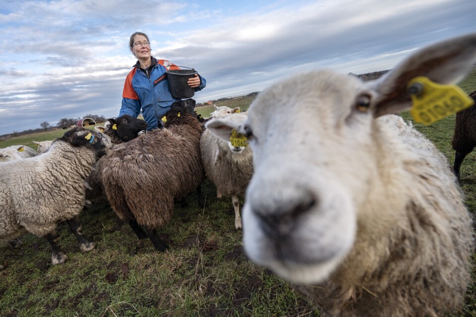 Anna Kristoffersson, ordförande för Skånes fårintressenter, ifrågasätter om det är rimligt att ha varg i Skåne som har så många utegående lamm, kor och hästar och dessutom är tättbefolkat.
