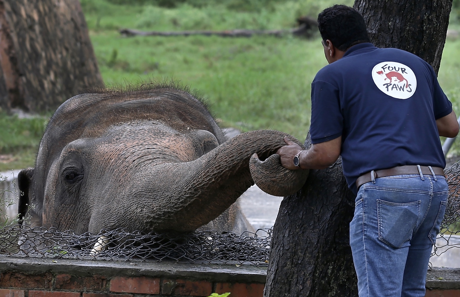 En veterinär från djurskyddsorganisationen 'Four Paws' tröstar Kaavan inför en undersökning i början av september.