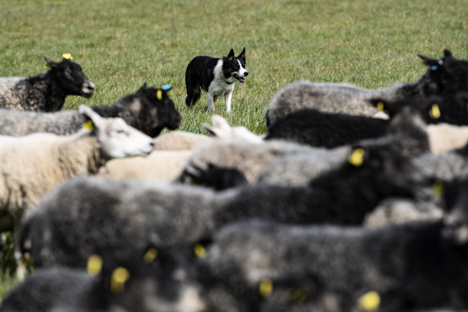Vallhunden Spike håller koll på lamm och får i hagen.