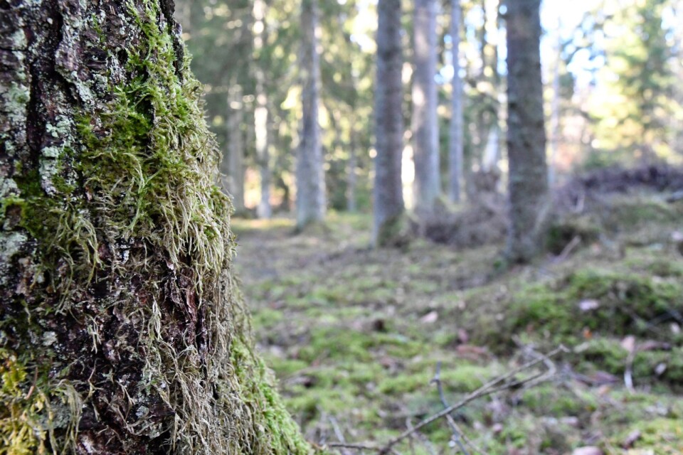 Den fridlysta och rödlistade orkidén knärot växer i gammelskogen i Hagavik norr om Växjö. Kommunen vill exploatera området och hoppas på dispens för att kunna flytta på plantorna.