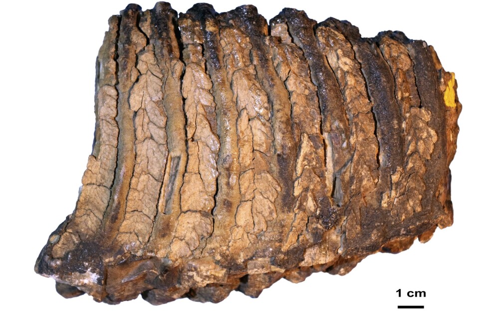 Mammuttanden låg begravd i sibirisk permafrost i 1,2 miljoner år innan en rysk paleontolog hittade den på 1970-talet. Först 40 år senare fanns tekniken för att ta fram dna ur tanden.