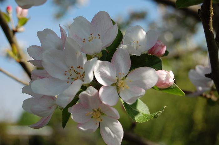Så vackert det blommar överallt just nu. Aase Strömberg, Fristad, har smugit in i grannes trädgård och fotograferat dessa underbara äppelblommor.