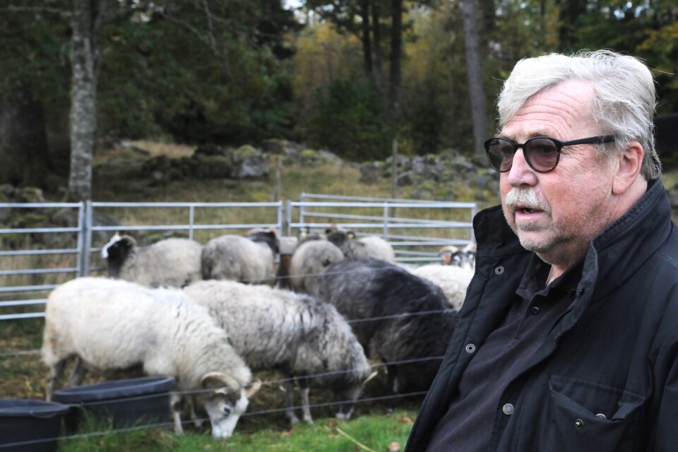 Bengt Adolfsson, lammbonde, politiker (i utbildningsnämnden för M) och pensionerad polis bland sina ögonstenar utanför Liatorp.